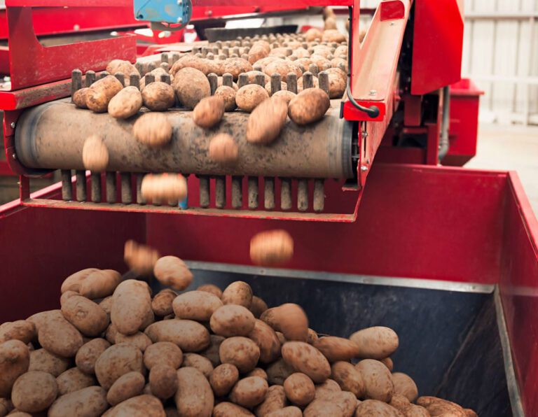 Potatoes on a conveyor belt.